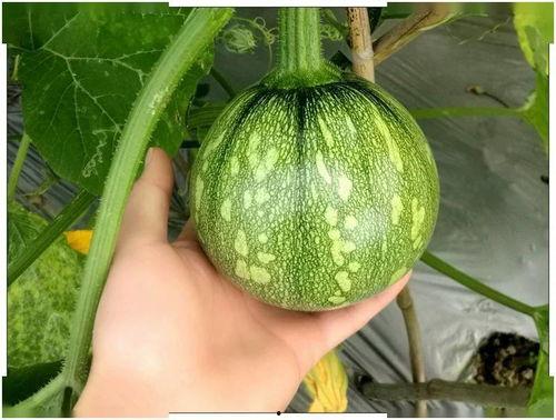 小硕吃瓜,揭秘娱乐圈那些不为人知的幕后故事