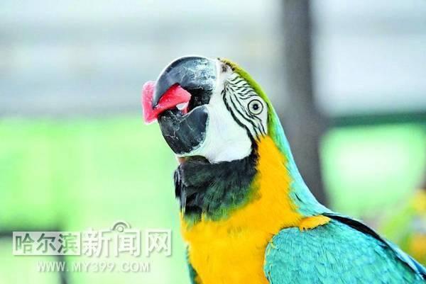 不同动物夏天吃瓜,不同动物的消暑美食之旅