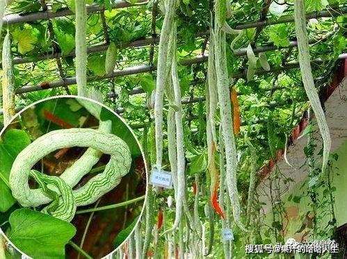 蛇型瓜怎么吃,蛇型瓜的独特食用方法与美味体验