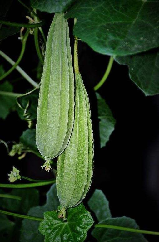 吃蒸八棱瓜,传统美食的养生之道