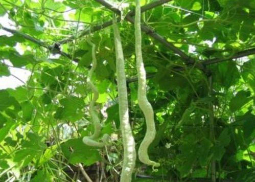 蛇瓜晒干可以吃吗,可食用之谜揭晓