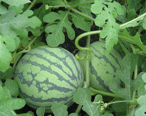 孕妇可以吃葛瓜,孕妇为何要适量食用葛瓜