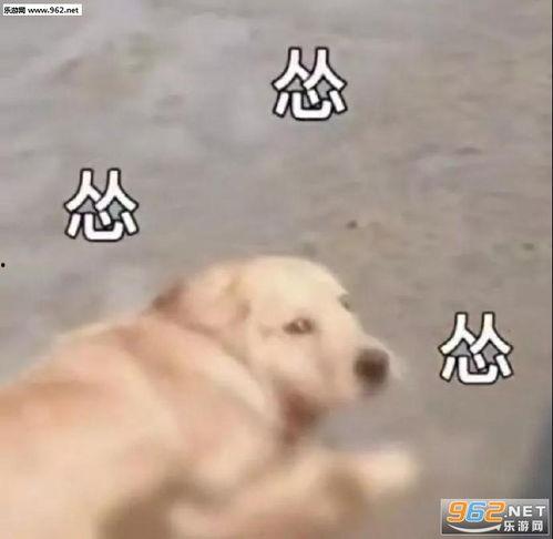 狗狗吃瓜愣住表情包,萌态百出，笑翻网友